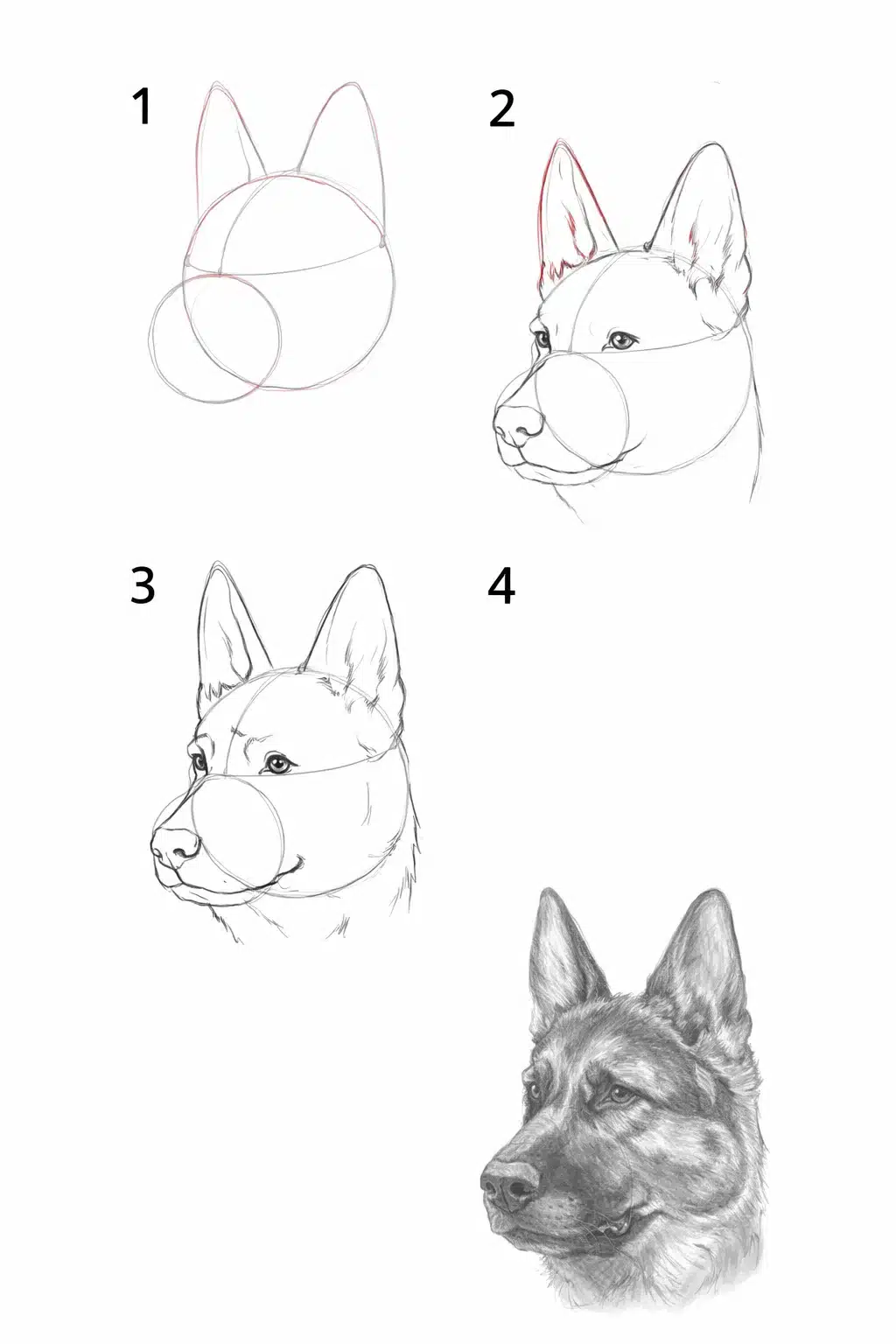 як намалювати голову німецької вівчарки крок за кроком – побудова та штрихування